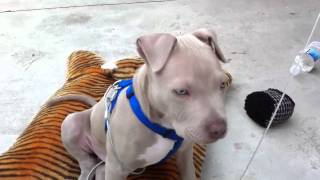 Blue Fawn PitBull puppy for sale [upl. by Niboc158]