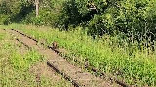 Graxaim Cachorro do Mato na Ferrovia 4k [upl. by Enail]