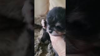 Pomeranian Hugos newborn Puppy siblings with their Mother pomeranian puppies dogs [upl. by Burgener21]