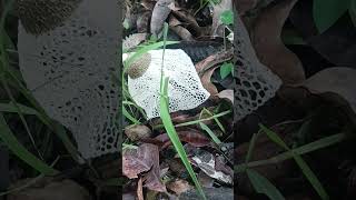 Rare Fungus  Phallus Indusiatus Mushroom 🍄  ye kya humare ghar 😱 [upl. by Maroj734]