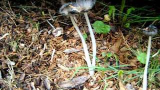 Coprinopsis lagopus [upl. by Adieno]