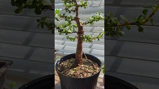 Portulacaria afra timelapse bonsaitree bonsai jade plant plants time fun [upl. by Bysshe204]