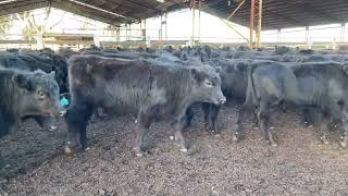 Bushy Park Angus Heifers [upl. by Atinnod359]