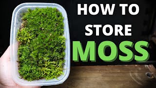 How To Store Moss For Terrariums  The EASY Way [upl. by Fokos]