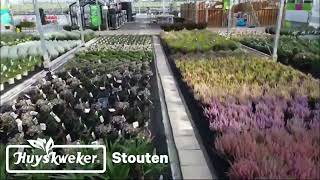 Huyskweker Stouten najaar planten [upl. by Philemon]