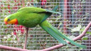 Superb parrot or Barraband parakeet feeding their chicks in the nest box [upl. by Trevah]