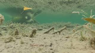 hike Kalamalka Lake  Oyama BC Canada underwater views nature relaxing calming meditative [upl. by Younger423]