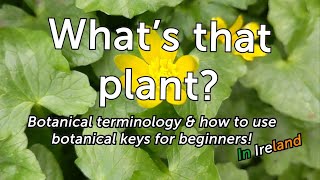 Whats That Plant How to Use Botanical Keys to Identify Common Irish Wildflowers  For Beginners [upl. by Friedly172]