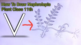 How To Draw Nephrolepis Plant Step By Step  Class 11th  With The Help of  V [upl. by Delwin]