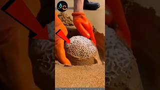 🤯 തലച്ചോർ കടൽ തീരത്തോ 😲😱  Brain Coral  shorts facts shortsfeed [upl. by Notsirb]