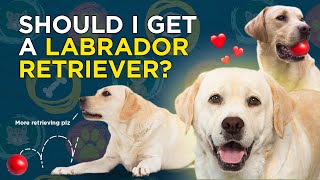 Should I get a Labrador Retriever VetVid Dog Breed Video [upl. by Noswad]