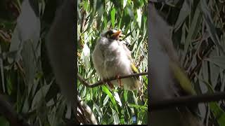 Noisy Miner Bird making sounds sitting on a tree branch BirdSounds Wildlife Nature [upl. by Ellebyam885]