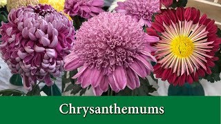 How to Grow Chrysanthemums  Hardy Mums and Exhibition Types [upl. by Eidac]