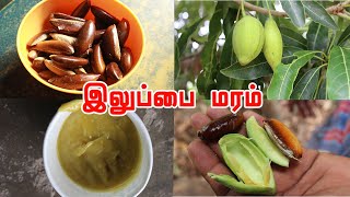 இலுப்பை மரத்தின் மருத்துவப் பயன்கள்  Health amp Spiritual benefits of Iluppai oil Madhuca longifolia [upl. by Fax]