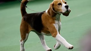 Miss P the Beagle wins 139th Westminster dog show [upl. by Nolyaj194]