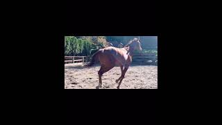 Signatory a Hanoverian gelding outside of Seattle available 2022 will mature to 17 hh [upl. by Thorndike583]