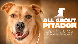 Labrabull Pitador A Complete Guide to Pitbull Lab Retriever Mix [upl. by Drehcir936]