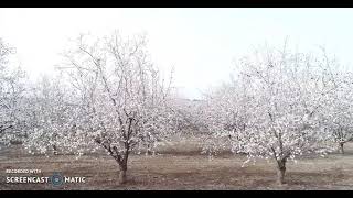 Oh my The almond trees are blossoming right on time  the fields are white [upl. by Crabb]