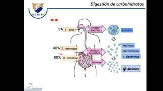 Carbohidratos Digestion Absorcion y Transporte [upl. by Jeffcott]