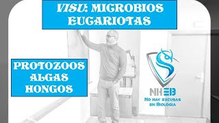 Principales microbios eucariotas protozoos algas y hongos [upl. by Sakram]