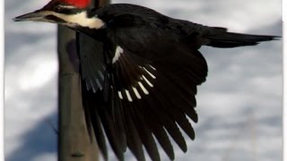 Birdwatchers Calls of a Female Pileated Woodpecker [upl. by Maddie]