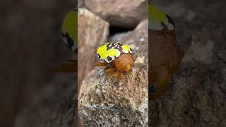 Colourful 🐞 spotted on hiking trail  Rare bug  Beautiful nature  Coorg youtubeshorts subscribe [upl. by Durham]