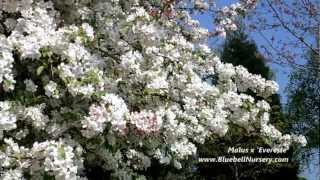 Malus x Evereste Crab Apple Tree  Spring flowers [upl. by Teryn]