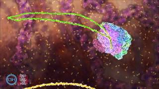 RNA Splicing [upl. by Avram]