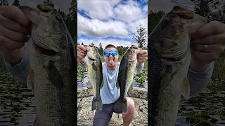 Smashing Bass on a topwater frog Does it get any better [upl. by Assedo]