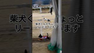 エイトVS柴犬くん🔥 かけっこ 競争 ドッグラン 柴犬 チワピン バトル dog running doglover mydog 愛犬 犬のいる暮らし fight わんこ [upl. by Brackett748]