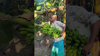 Banana harvest scenery ep571 banana harvesting shortsfeed shortvideo shortsviral [upl. by Mayhew]