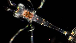 Planktonic zoea larva of Lysmata amboinensis cleaner shrimp [upl. by Kellia25]