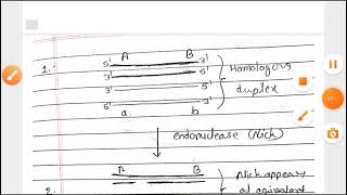 Homologous recombination  Holliday junction  Enzymes  Hindi  Part 2 [upl. by Anidnamra]