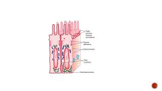 Intercellular junctionsGeneral physiology [upl. by Orgalim]