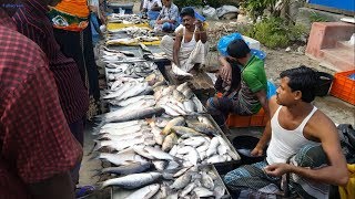 Amazing Rural Village Fish Market In Bangladesh  Lots Of Fresh Country Fishes Available [upl. by Dabbs]