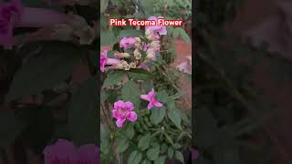 Pink Tecoma flower plant  tecoma flower plants [upl. by Ahsekel]