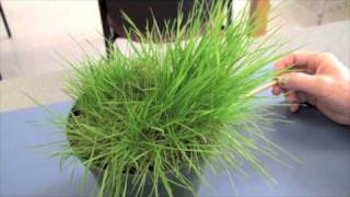 Cool Season Turfgrasses  Part 2 [upl. by Maud]