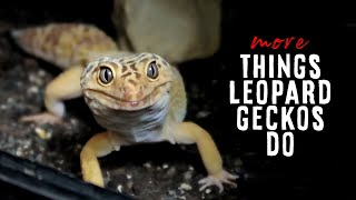 30 MORE Things Leopard Geckos Do😮 [upl. by Siraj319]