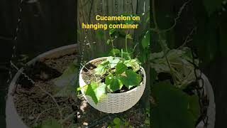 Can Cucamelons Successfully Grow in Hanging Containers [upl. by Eyllek]