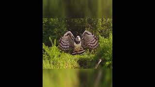 The Harpy eagle is beautiful harpyeagle birds wildlife [upl. by Acherman62]