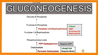 Gluconeogenesis [upl. by Mozart]