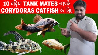 Tank Mates For Corydoras Catfish  10 Best Tank Mates For CoryDoras Catfish [upl. by Boehmer]