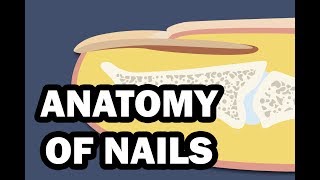 INTEGUMENTARY SYSTEM YOUR NAILS [upl. by Annayoj]