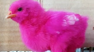 Ayam Warna Pink Cute Chicks Funny Baby Chicks [upl. by Mazonson]