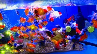 CRAZY GOLDFISH FOR MY PLANTED AQUARIUM THE NEW O’RANCHU CREW  MD FISH TANKS [upl. by Tibbs]