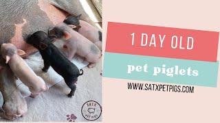 1 Day Old Piglets Nursing  SATX Pet Pigs [upl. by Htehpaj]