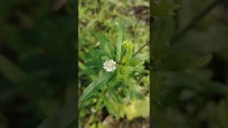 কেশরাজEclipta prostratafalse daisy nature beautiful beauty amazing village bangladesh love [upl. by Annice518]