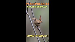 Ptaki Polski 12 Najlepsi śpiewacy [upl. by Nodnol]