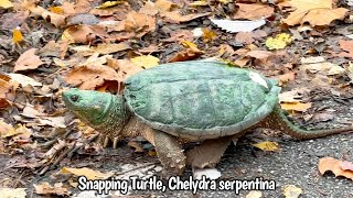 Snapping Turtle Chelydra serpentina [upl. by Domeniga]