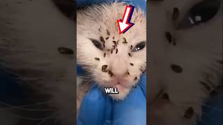 Kitten flea removal gone wrong 😱 shorts [upl. by Natanoj]